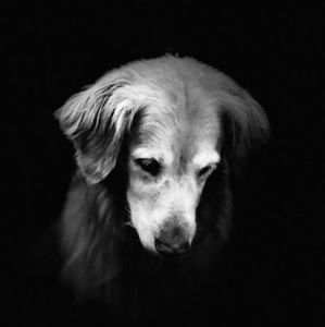 Meet your Posher, Ansley